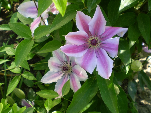 clematis